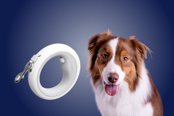 image_with_text_LED_ring_leash_banner